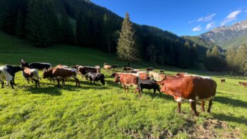 Permalink to: Glückliche Rinder