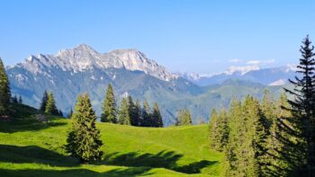 Permalink to: Gesunde Pflanzen